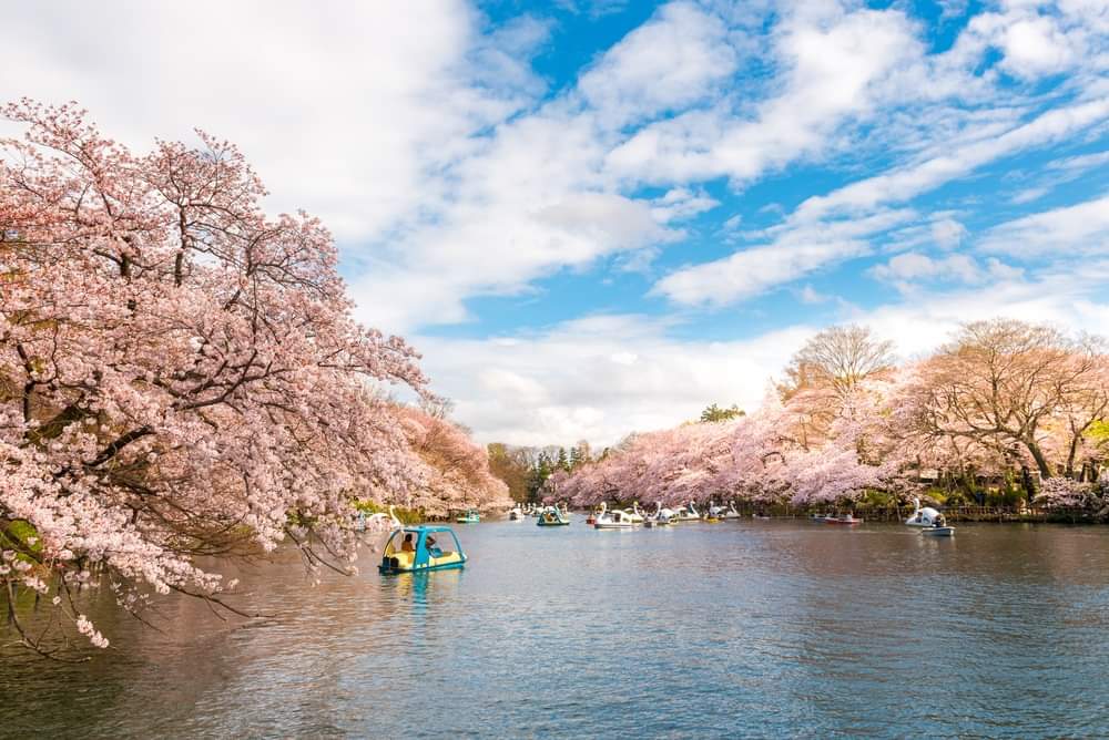 Inokashira Park photo 1